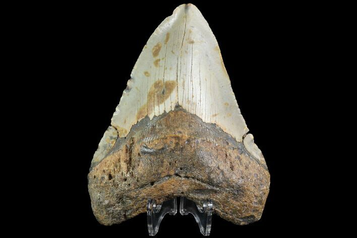 Megalodon Tooth - North Carolina #86968